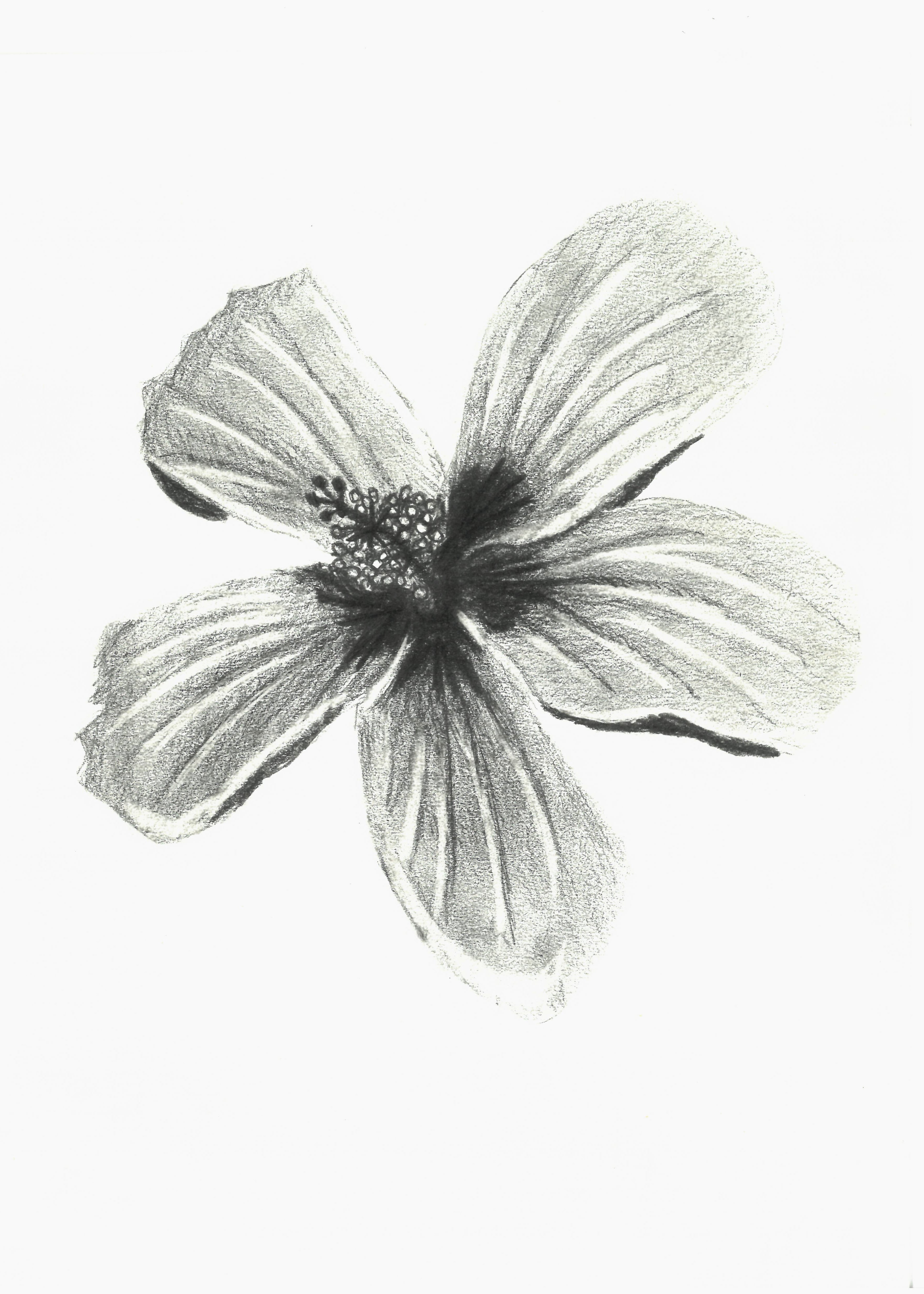 Hibiscus Flower art print